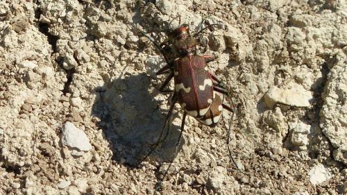 Réf. 183 518 : Cicindela sylvicola